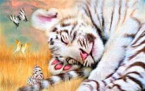 White Tiger Dreams - Animals Crystal Canvas Art Design